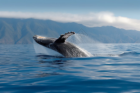 在水面上玩耍的座头鲸图片