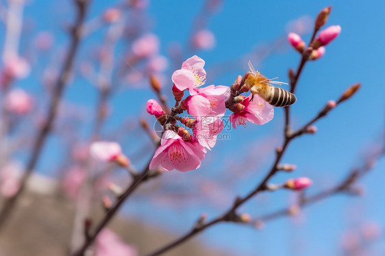 杏花和蜜蜂图片