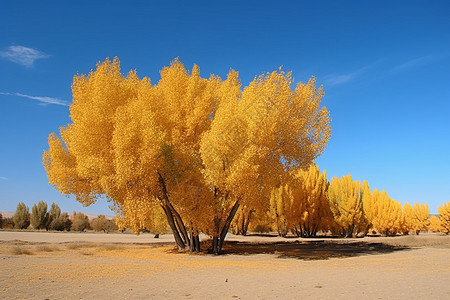 深秋的沙漠胡杨树图片