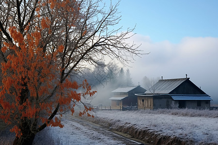 冬季梅花雪景图片