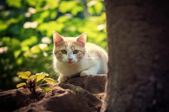 森林中的一只可爱小猫图片