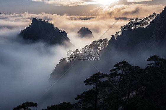 云海松树自然美景图片