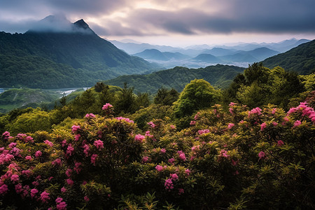 满是杜鹃花的山脉背景图片