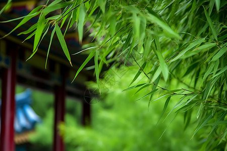 亭子外茂盛的竹子图片