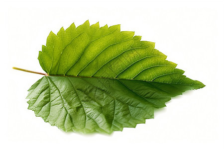 绿油油的叶子图片
