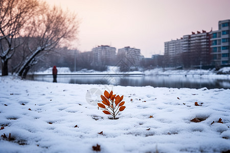 城市的冬天图片