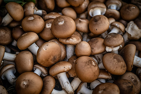 矮小的蘑菇图片