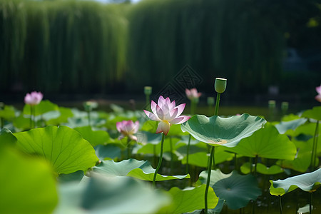 美丽的荷花图片