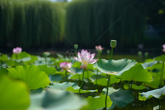 美丽的荷花图片