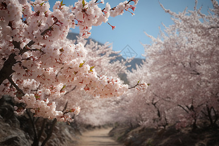 春季绽放的杏仁花图片