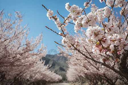 春季盛开的杏仁花图片