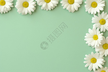 白色背景上的白色菊花图片