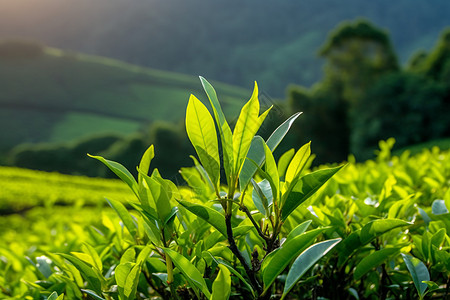 阳光茶阳光下的种植茶园背景