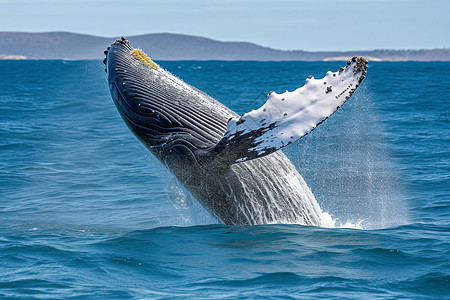 大型的海洋座头鲸图片