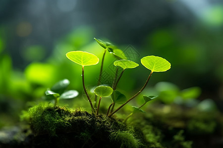 泥土中的植物图片