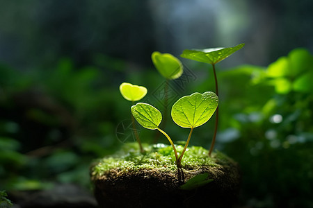 泥土中萌芽的植物图片