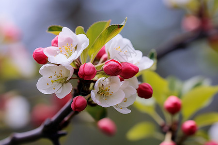 苹果树美丽的樱花和花苞背景