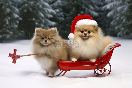 雪地里的宠物们图片