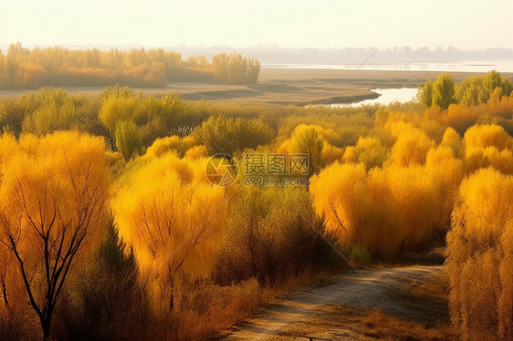 沙漠中种植的森林图片