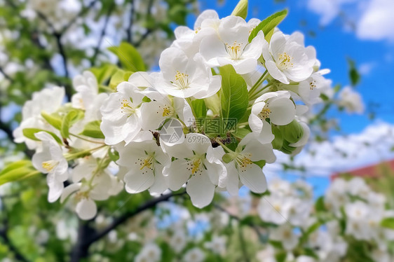 春天果园里盛开的鲜花图片