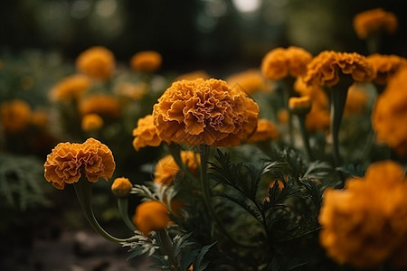 花园中的万寿菊花特写图片