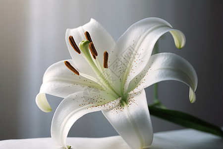 一朵白色百合花图片