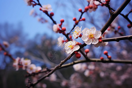 枝头梅花特写图片