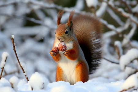 雪地上觅食的松鼠图片