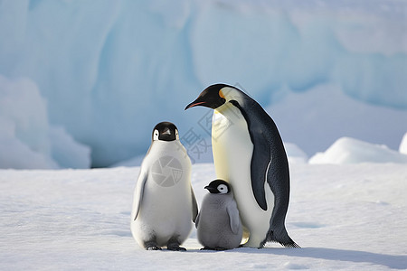 南极的野生动物企鹅图片