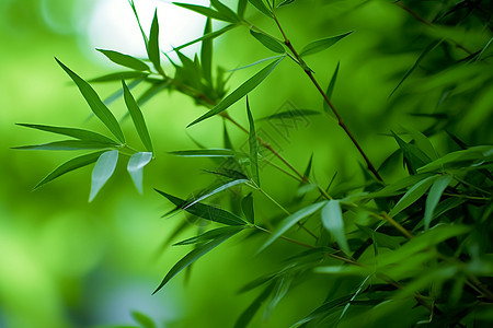 竹子挺拔的竹节背景