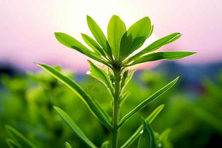 绿油油的植物图片