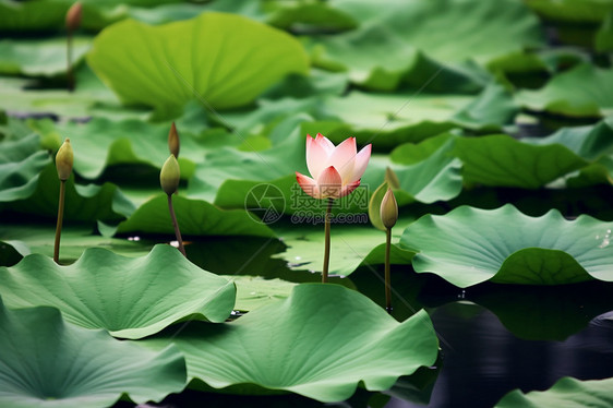 夏天荷花池图片