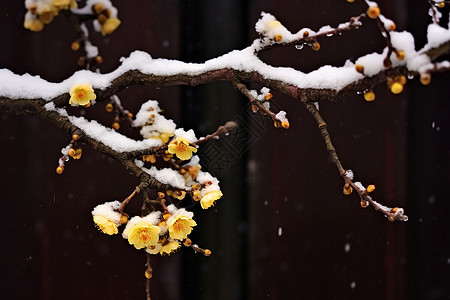 立冬梅花黄色的梅花背景