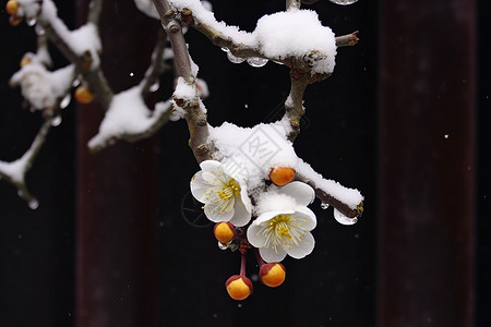 立冬梅花绽放的腊梅背景