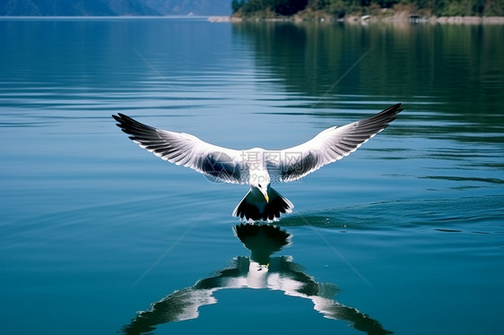 湖面上飞行的鸟儿图片
