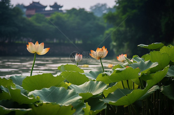 夏日池塘里的荷花图片