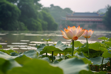 夏季的荷花图片