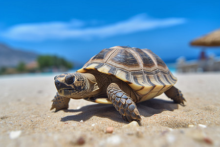 沙滩上的小海龟背景图片
