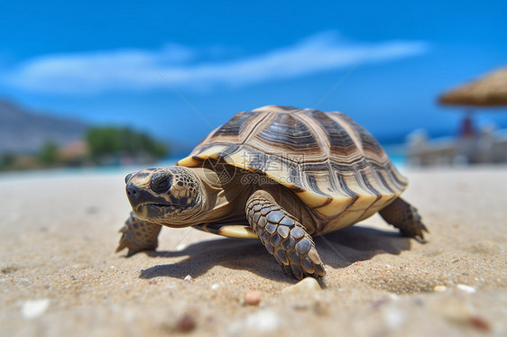 沙滩上的小海龟图片