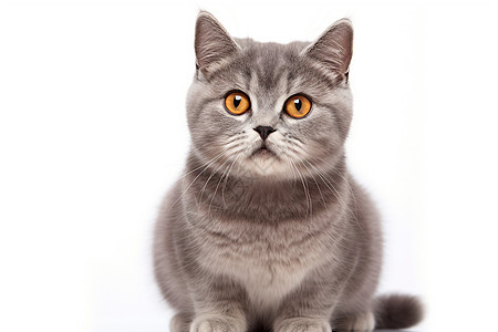 可爱的小灰猫高清图片下载-正版图片600203034-摄图网