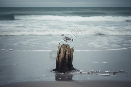 海滩木桩上的海鸥图片