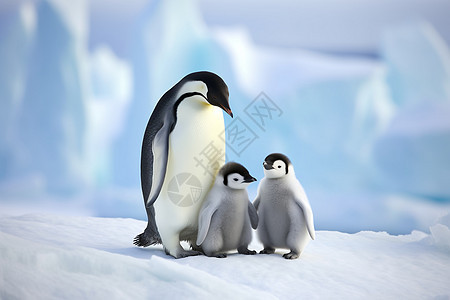 雪地中的企鹅背景图片