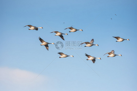 天空中的大雁群图片