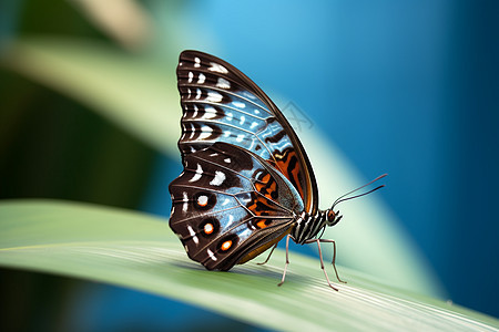 夏季树林中的蝴蝶图片