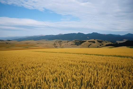 壮观的小麦田野图片