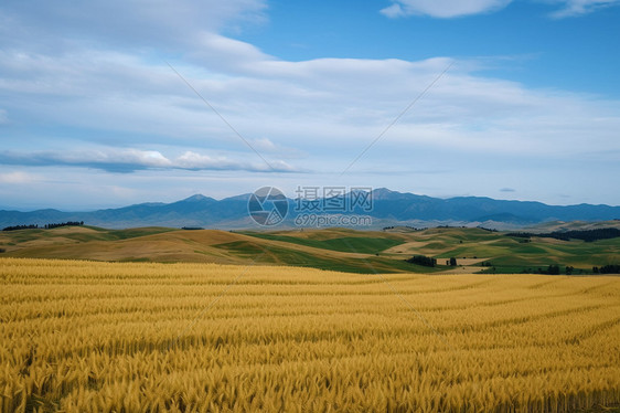 小麦农作物农场图片