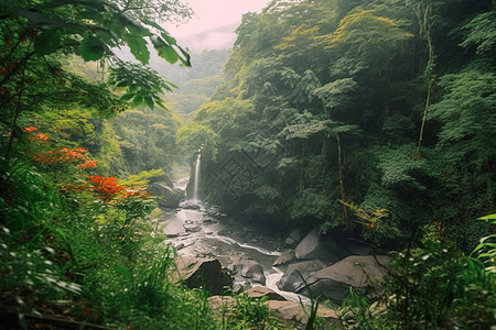 热带地区森林的自然景色图片