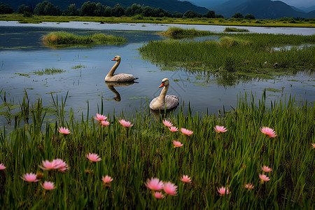 甘南花湖中的白鹅图片