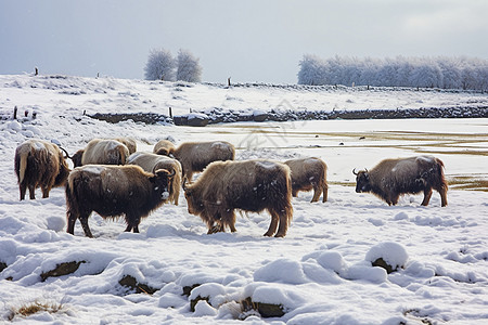 高原放牧的牦牛背景图片