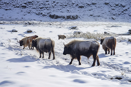 高原牦牛的畜牧业背景图片